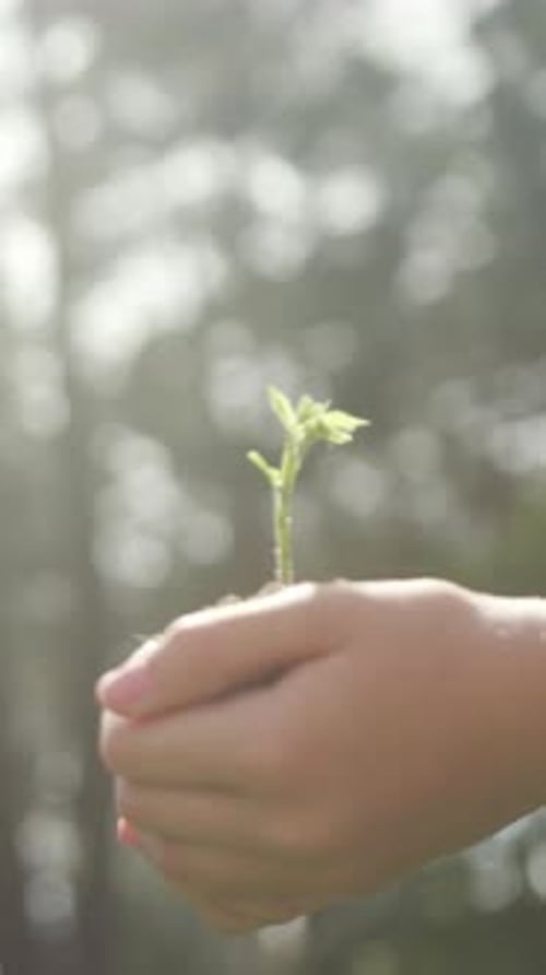 Child Tends Seedling Volunteer Gently Holds Young Sprout with Morning Sunlight Filtering Through
