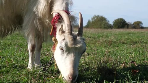 1. Ziegen grasen auf der Wiese. Landwirtschaft. Pflege von Ziegen
.