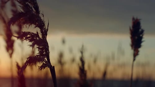 Reeds Beach Grass Blowing Swaying on Wind in Sunset Sea Nature Landscape