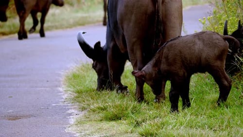 Static shot of a buffaloes eating grass with its young by side with egrets alongside