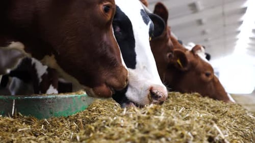 Close Up Cows Eating Silage on Modern Dairy Farm Long Row of Cattle Chewing Fodder at Milk Factory