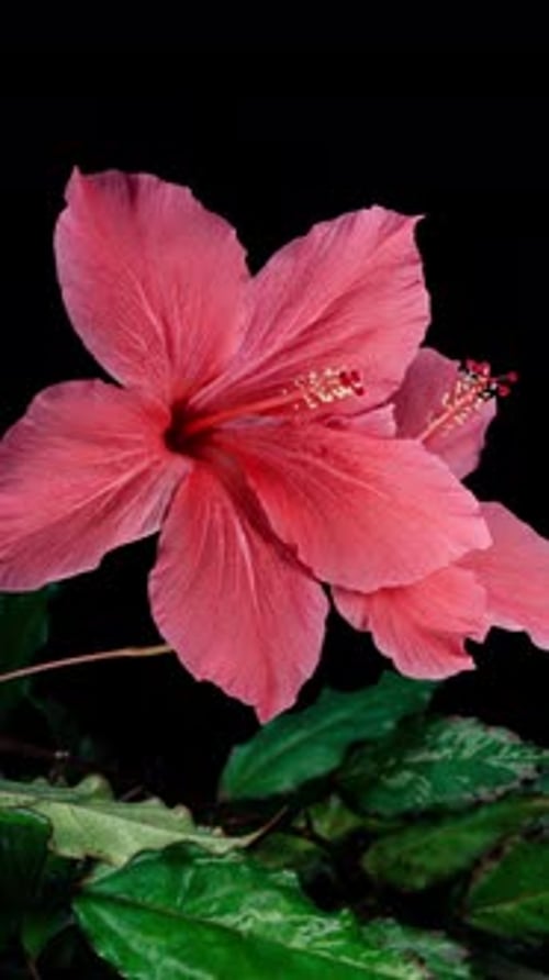 Pink Hibiscus Opens and Close Two Big Flowers in Time Lapse on a Black Background. Blooming Red