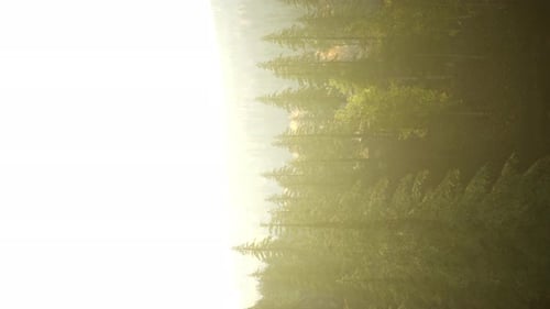 Vertical Format of Misty Mountain Forest Landscape in the Morning