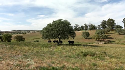 4K Drone Footage Of A Cattle Of Bulls On A Field