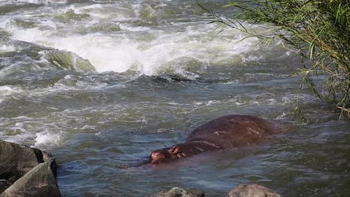 Hippopotamus in Kruger National park, South Africa