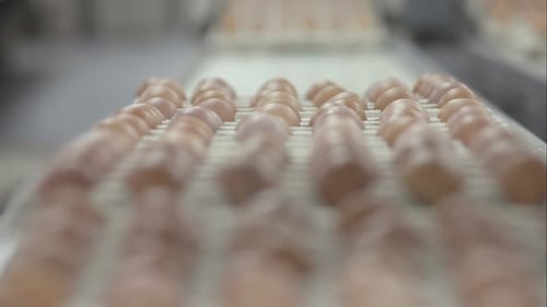 Conveyor Belt Transporting a Crate with Fresh Eggs on an Organic Chicken Farm
