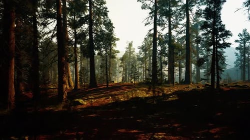 Cinematic Dolly Movement Through a Dense Pine Forest