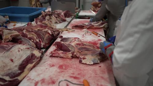 Beef meats being trimmed by workers at a meat processing plant table, Close up shot