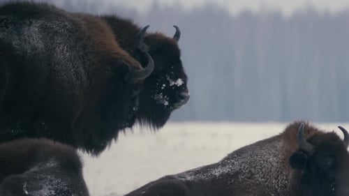 Retrato de bisonte europeu em campo nevado da Bielorrússia