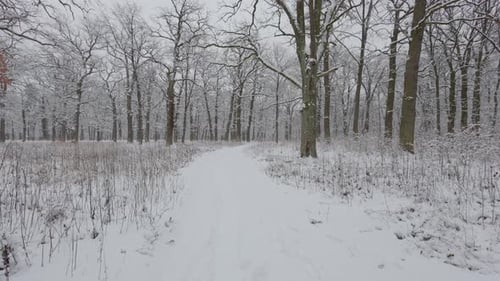 A beautiful walk through the winter forest. Trees, branches and bushes in the snow. Snow everywhere.