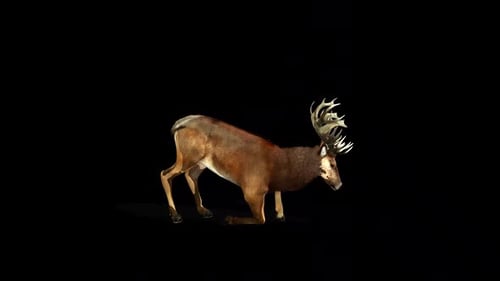 Deer Laydown