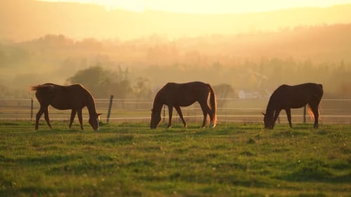 Horses Grazing Peacefully in a Field at Sunrise