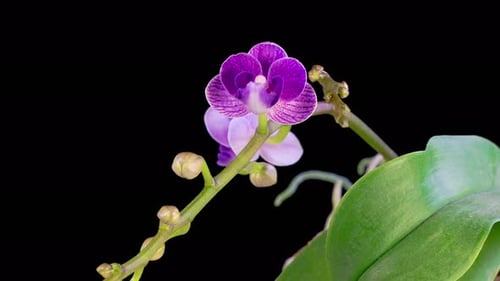Orchid Bloom Time-Lapse Close-Up