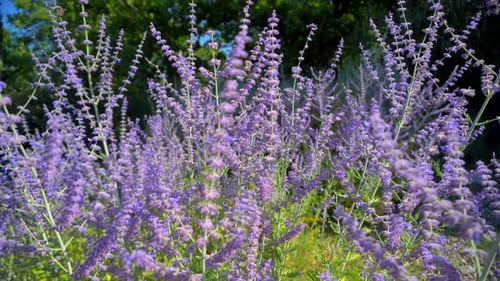 Lavender and Bee. Light Summer Breeze in a Beautiful Violet Field Of