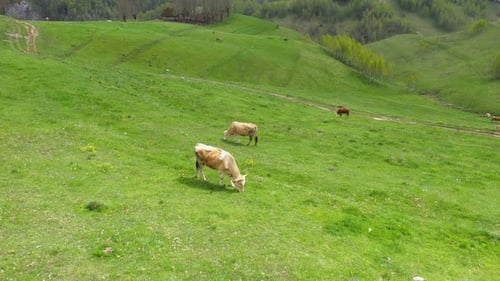 Aerial View of Grazing Cows, Livestock in a Green Meadow, Pasture