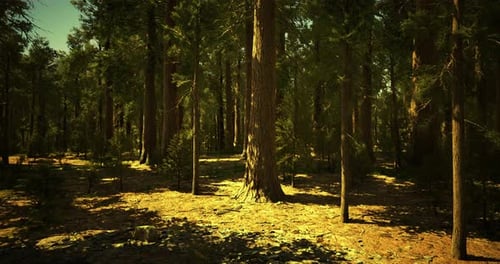Sunlight Filters Through Ancient Trees in a Tranquil Forest Setting