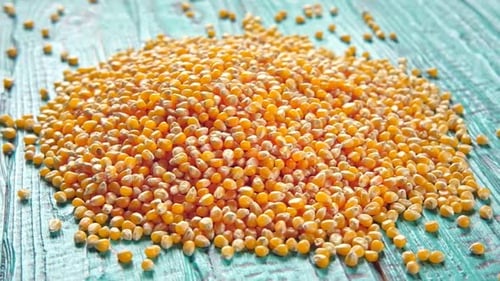 Corn Seeds Pile of Raw Corn Grains is Turning Closeup on Blue Rustic Wood Husbandry Yellow Maize Zea
