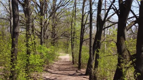 Green spring walking alley in sunny park with zoom
