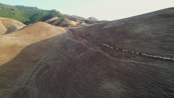Sheep Path from Above: Transhumance in the Mountains of Gran Canaria ...