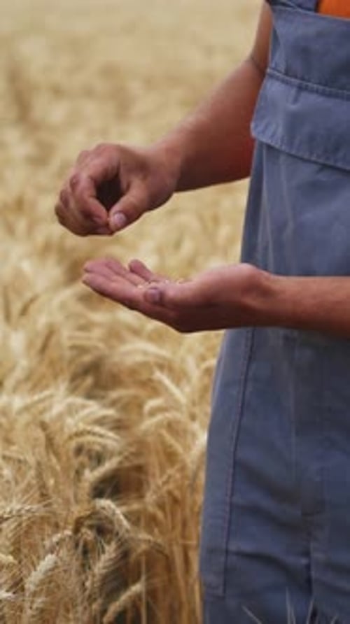 Farmer Inspecting Wheat Crop in Golden Field