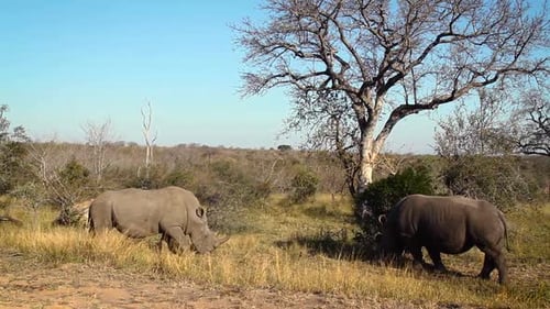 Southern white rhinoceros in Kruger National park, South Africa