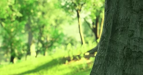 Sunlight Filters Through Lush Greenery in a Serene Forest Landscape