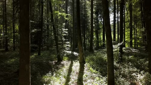 Aerial View of Forest Trees Woodland Landscape Scenery