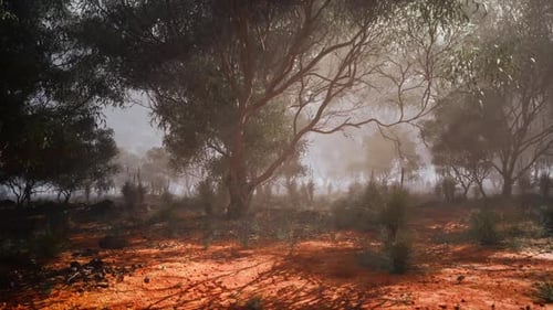 Misty Australian Bush Forest with Sunlight and Red Earth