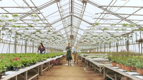 People Working with Plants in a Greenhouse