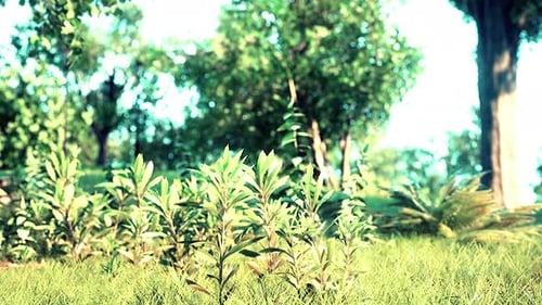 Sunrise in the Beautiful Park