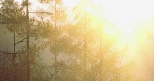 Golden Light Filters Through a Misty Forest in Early Morning