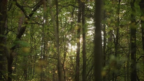 Sunlight Streaming Through Green Forest Trees in Nature