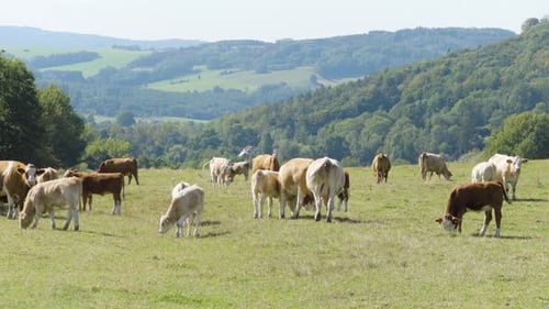 Cattle Grazing in a Green Rural Pasture