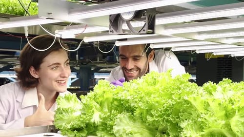 Hydroponics farm, Scientist or Worker testing and collect data from lettuce organic hydroponic