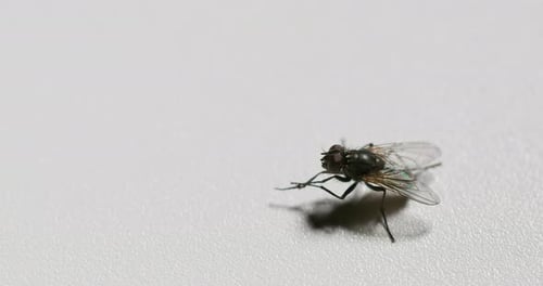 Detailed Close-Up of Fly Standing on White Surface
