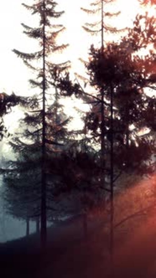 Sunlight Streaming Through the Trees in a Serene Forest