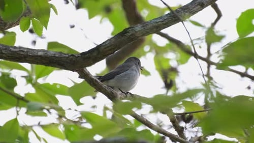 Perching on a branch wagging its tail then poops, chirps, then faces towards the right exposing its