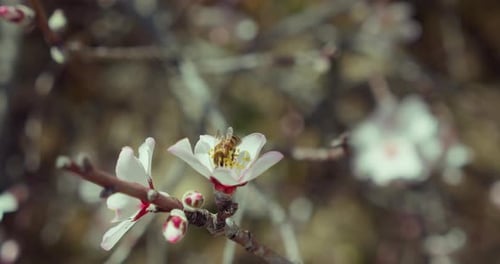 Bee Collects Pollen on Flowering Almond Tree in the Garden