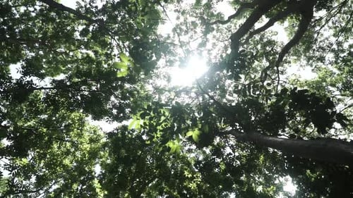 Low angle sunlight going through the green tree leaf