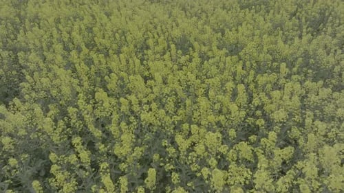 Blooming Rapeseed Field on a Sunny Day Flying Above Stunning Yellow Rape Fields in Spring Vegetable