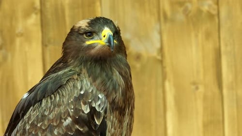 The steppe eagle is a bird of prey. Aquila rapax