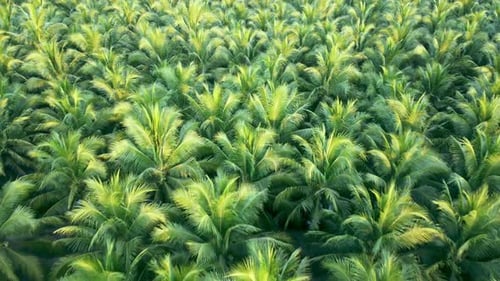 Aerial view drone fly over coconut trees, Green and yellow treetops. colorful texture in nature. Fli