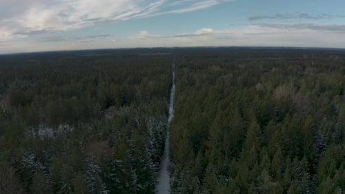 4K UHD aerial drone clip of green trees in a forest in winter with snow covering the cold ground and