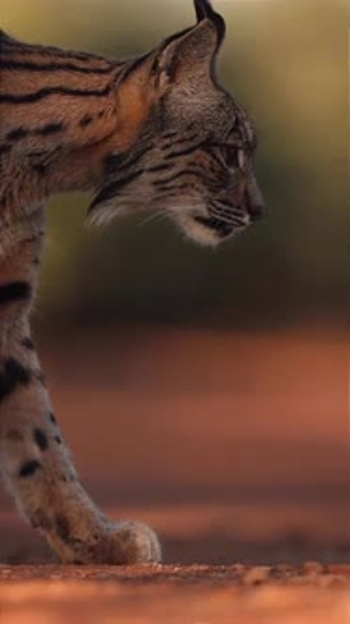 side view of a lynx walking in nature