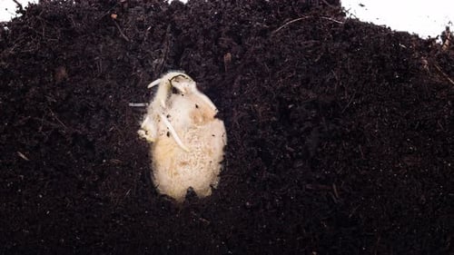 Vegetable Seed is Planted Under Earth and It is Growing Becoming Young Pumpkin Seedling