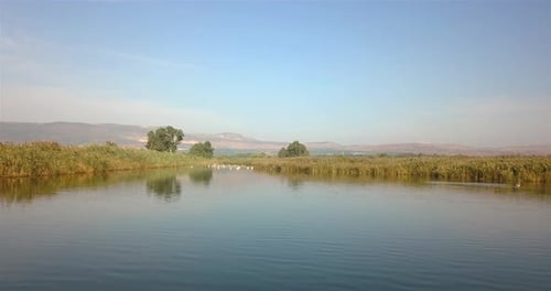 Luftaufnahmen von weißen Pelikanen, die im Fischteich schwimmen
