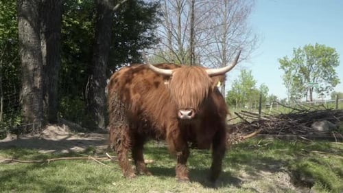 Magnificent Highland Cow Grazing by Stream