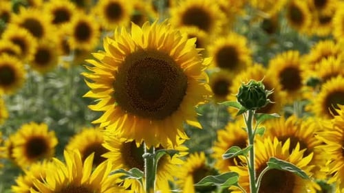 Sunflowers in the Field Swaying in the Wind