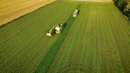 Combine Harvesters Working in String Beans Field Harvesting Machine Driver Cutting Organic Plant