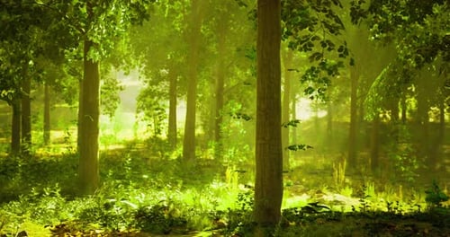 Serene Forest Landscape with Sunlight Filtering Through Trees in the Afternoon